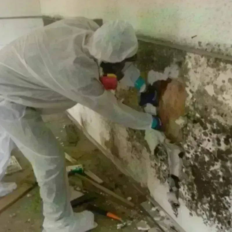 Mold Remediation and Removal in Wexford County, MI